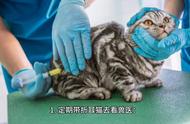 养折耳猫的注意事项，让你成为合格的猫奴！