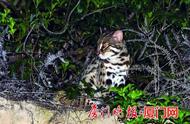 同安野外惊现珍稀豹猫，生态保护再添新话题