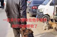 低价交易背后的情感决断：主人六七百元卖德牧犬