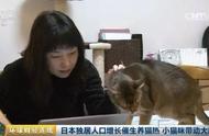 揭秘日本宠物猫市场：规模庞大，价格水涨船高