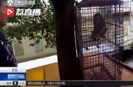 酒后买宠风险大：太仓男子养猕猴两年，最终为何被查