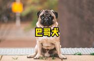 揭秘巴哥犬：为何它如此受欢迎？