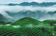 庐山云雾茶：深度解析茶文化的精髓