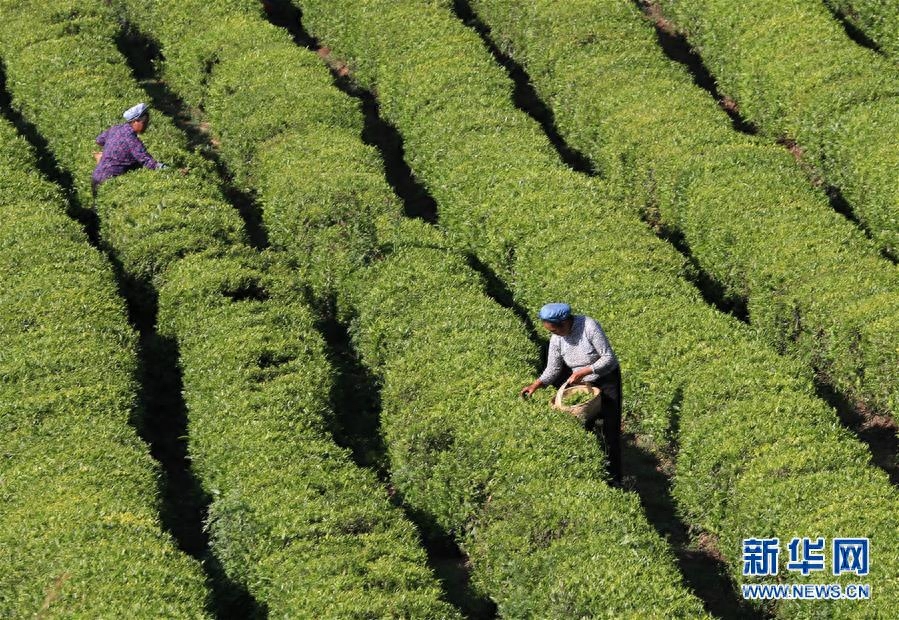 夏茶采摘忙