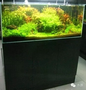 水族入门知识 建议收藏