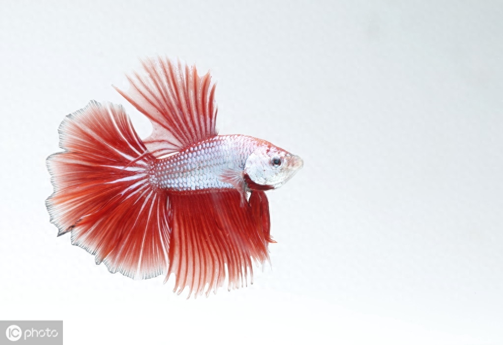 五彩搏鱼（Betta splendens (Regan, 1910)）（暹罗斗鱼）