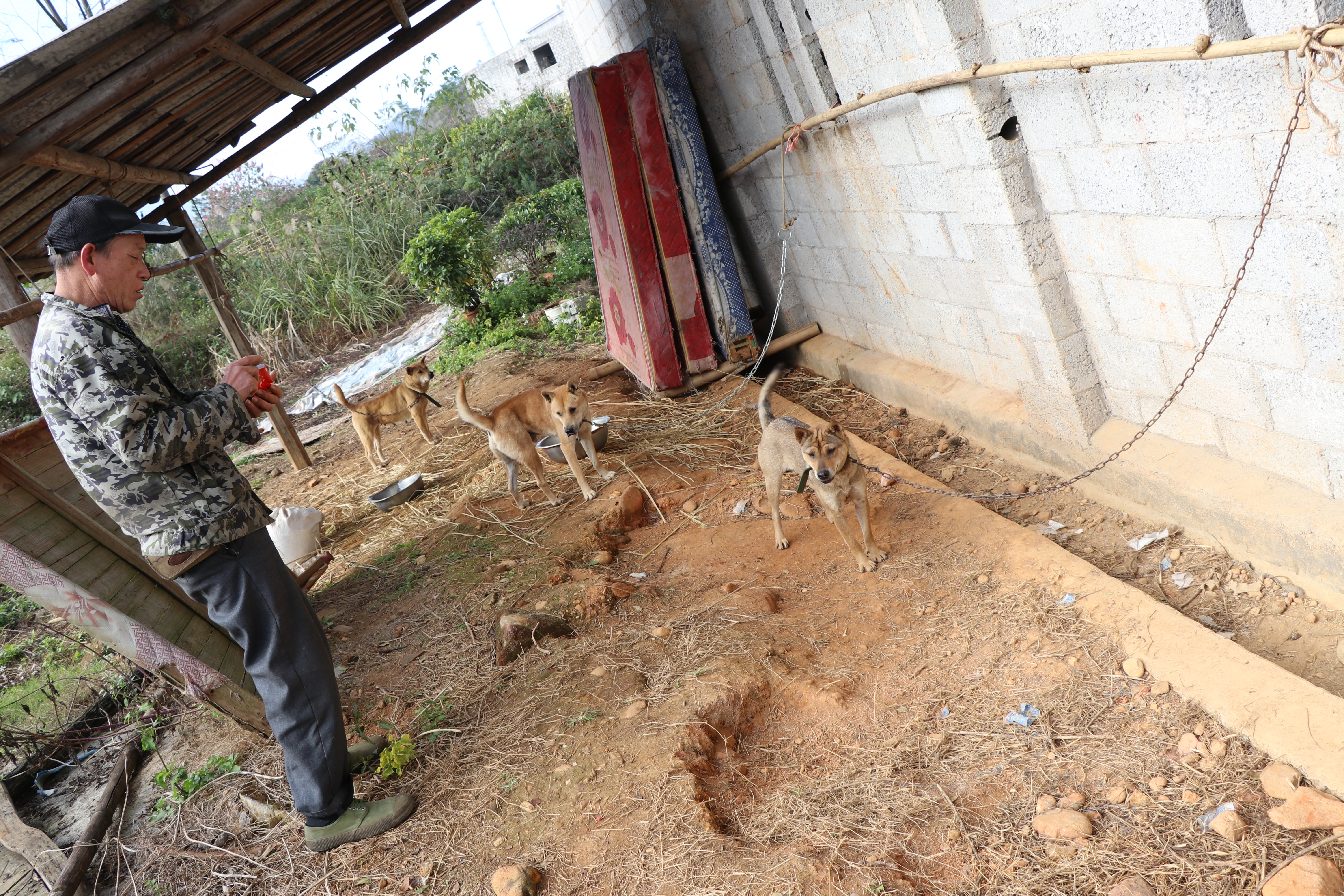 土猎中华田园犬专辑：可打猎，可看家护院，忠诚爱主