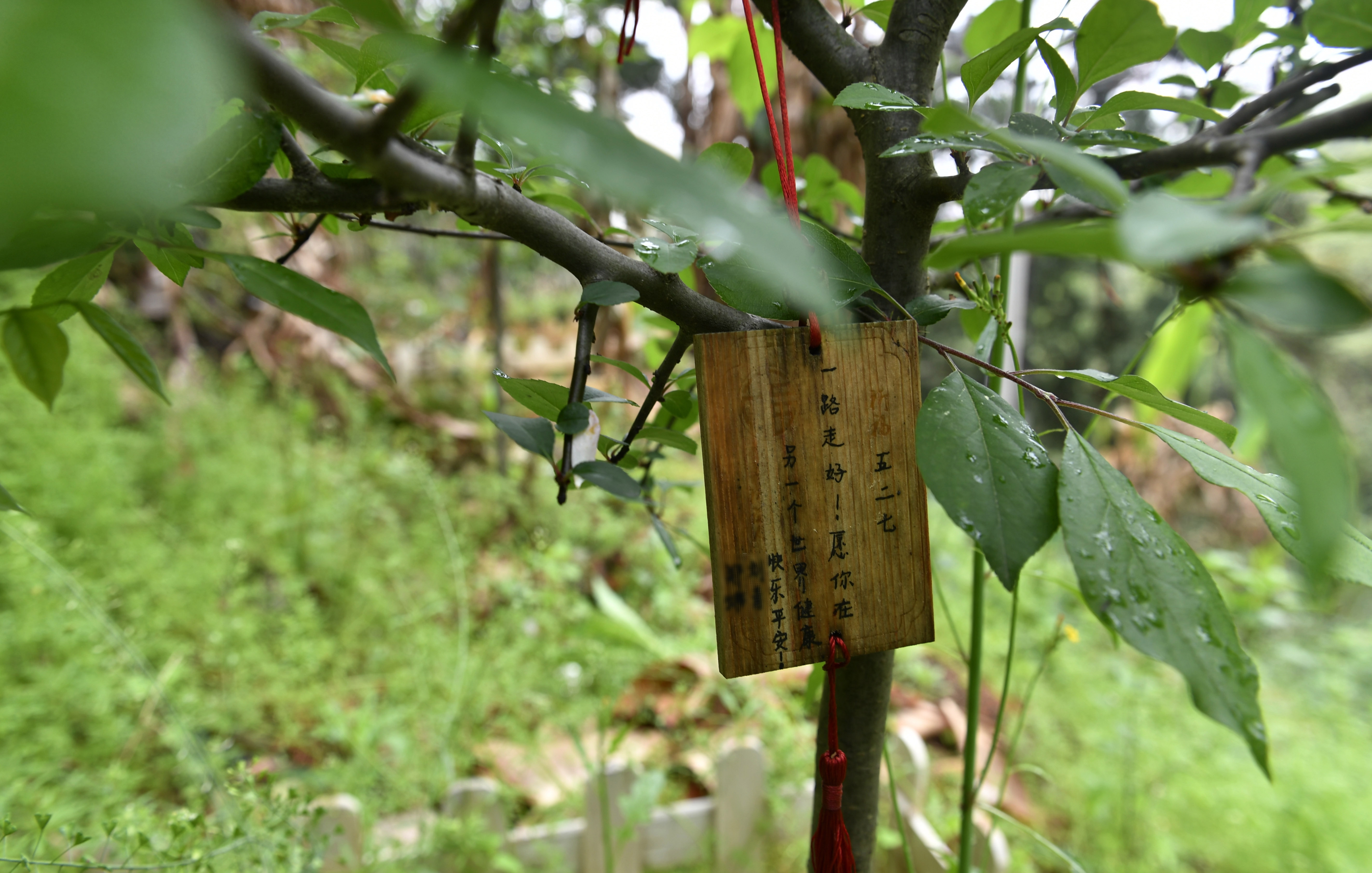 探访南昌宠物墓地 火化树葬每个宠物都有骨灰坛