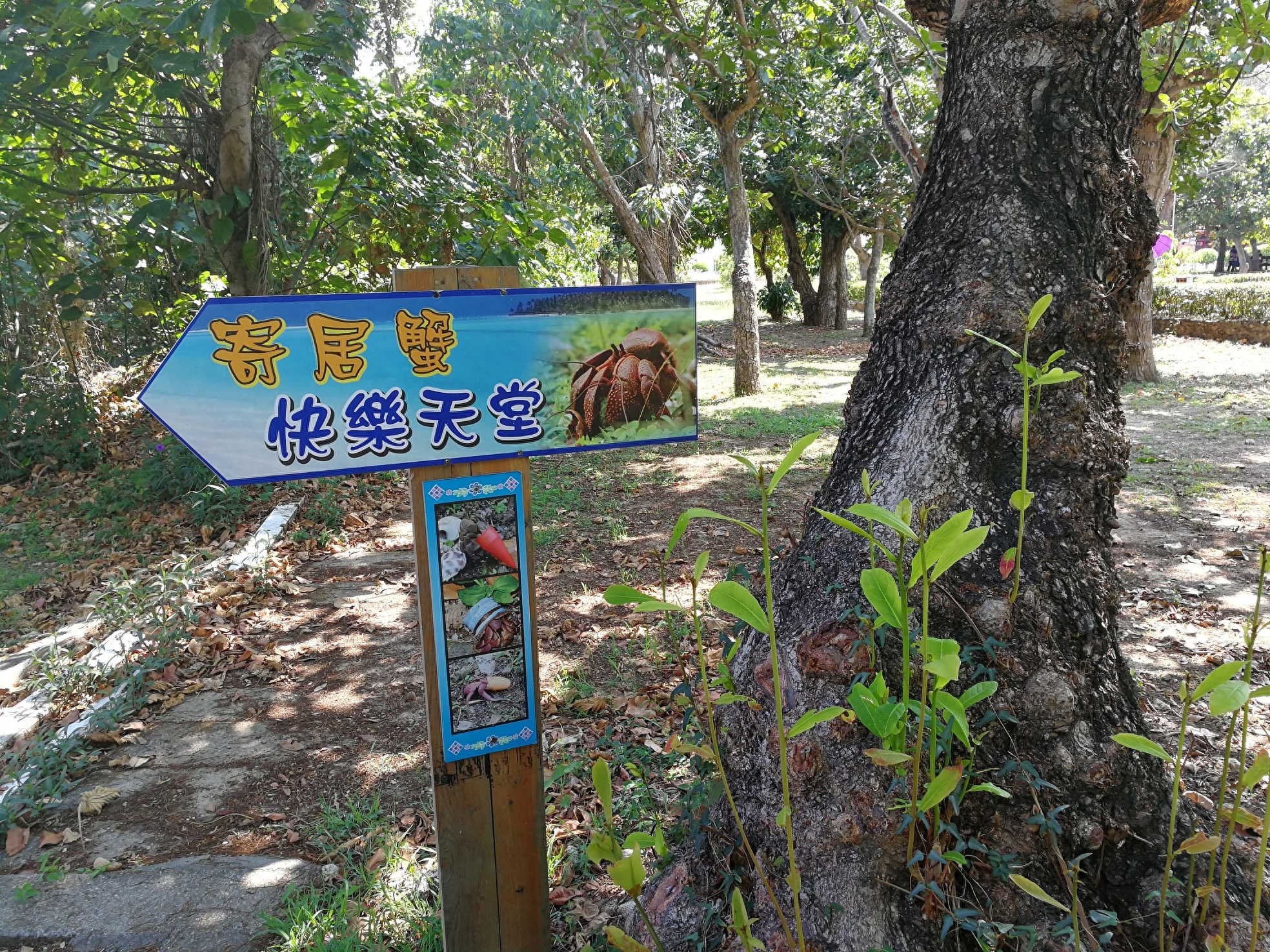 台湾垦丁有一个寄居蟹快乐天堂，每天寄居蟹顶着垃圾壳过来换贝壳