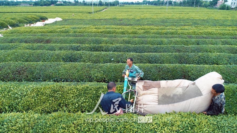 江西泰和：夏茶开采