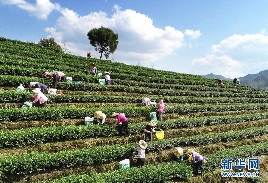 福建安溪：铁观音秋茶开采