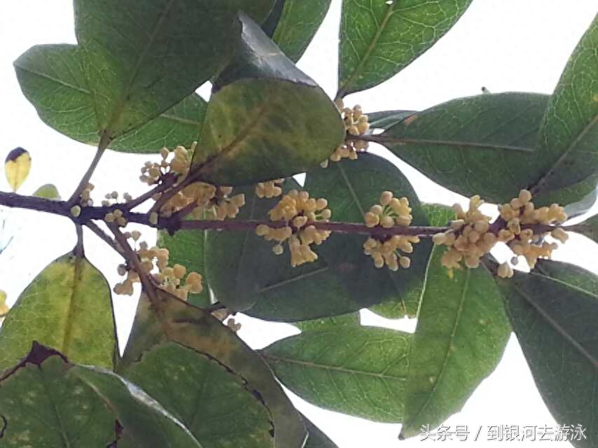 桂花香满城，我独爱桂花糕！香喷喷的花，你喝桂花茶还是吃桂花糕