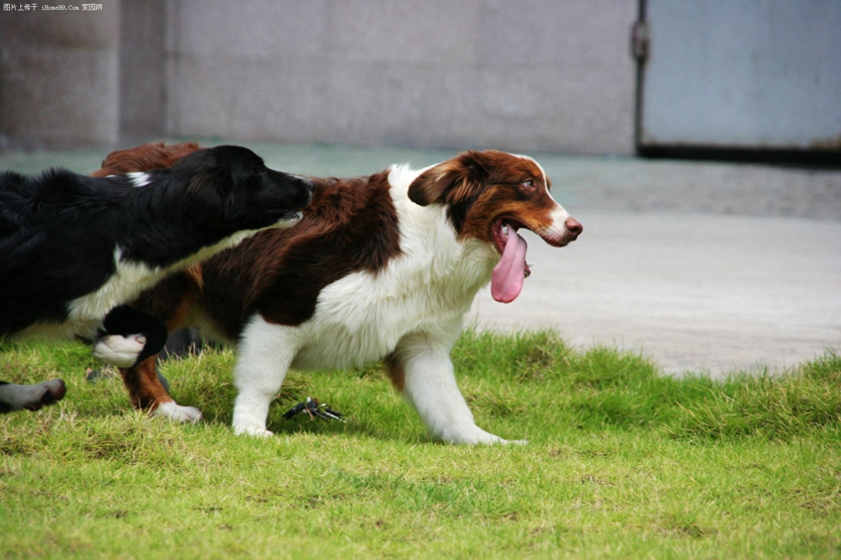 宠物图集：库瓦兹犬