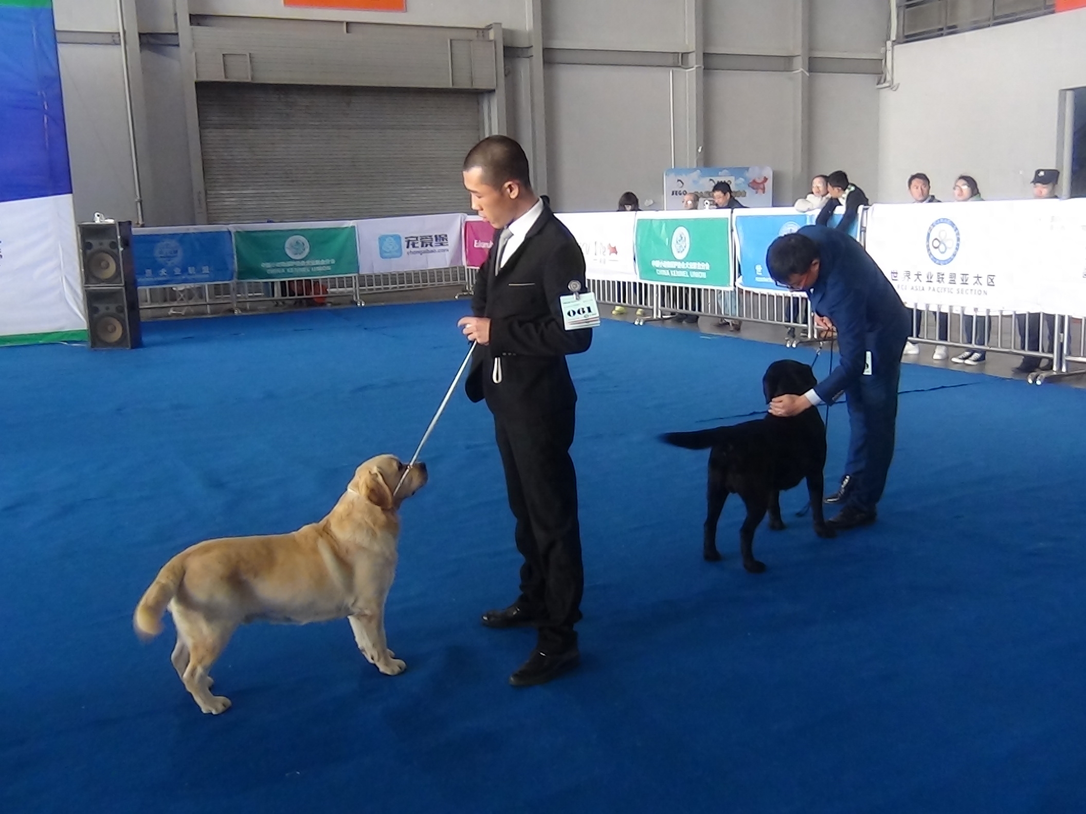 2016昆明国际宠物博览会，拉拉和金毛寻回猎犬展示