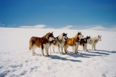 动物图集：西伯利亚雪橇犬