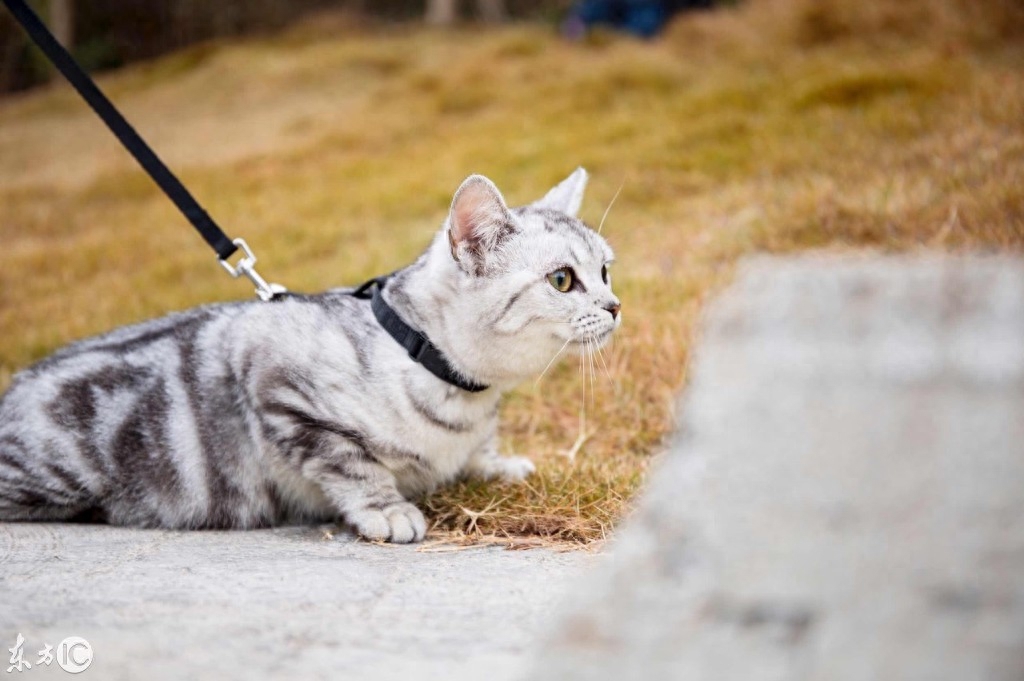 一只被拴住的虎斑猫，眼神是那么的忧郁