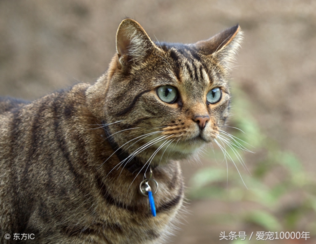 虎斑猫的爱情：重生了100万次，爱上这只白猫后，愿一起去死