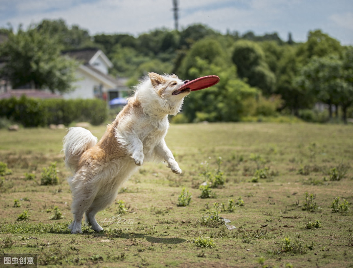 边境牧羊犬虽然聪明，养起来不容易，最好从小注意这3点