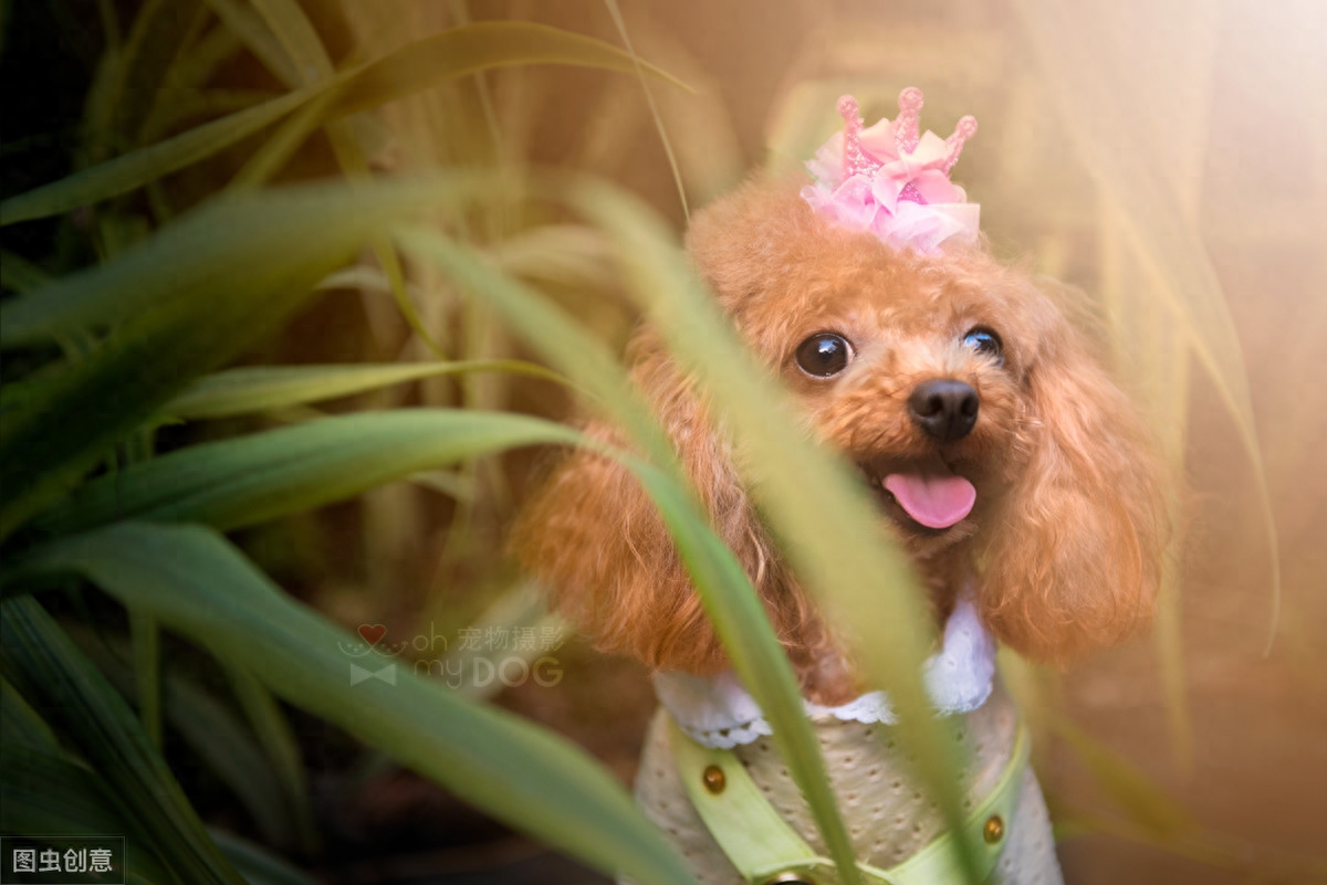 12张图认识泰迪犬，花费少易饲养，新手养狗推荐它