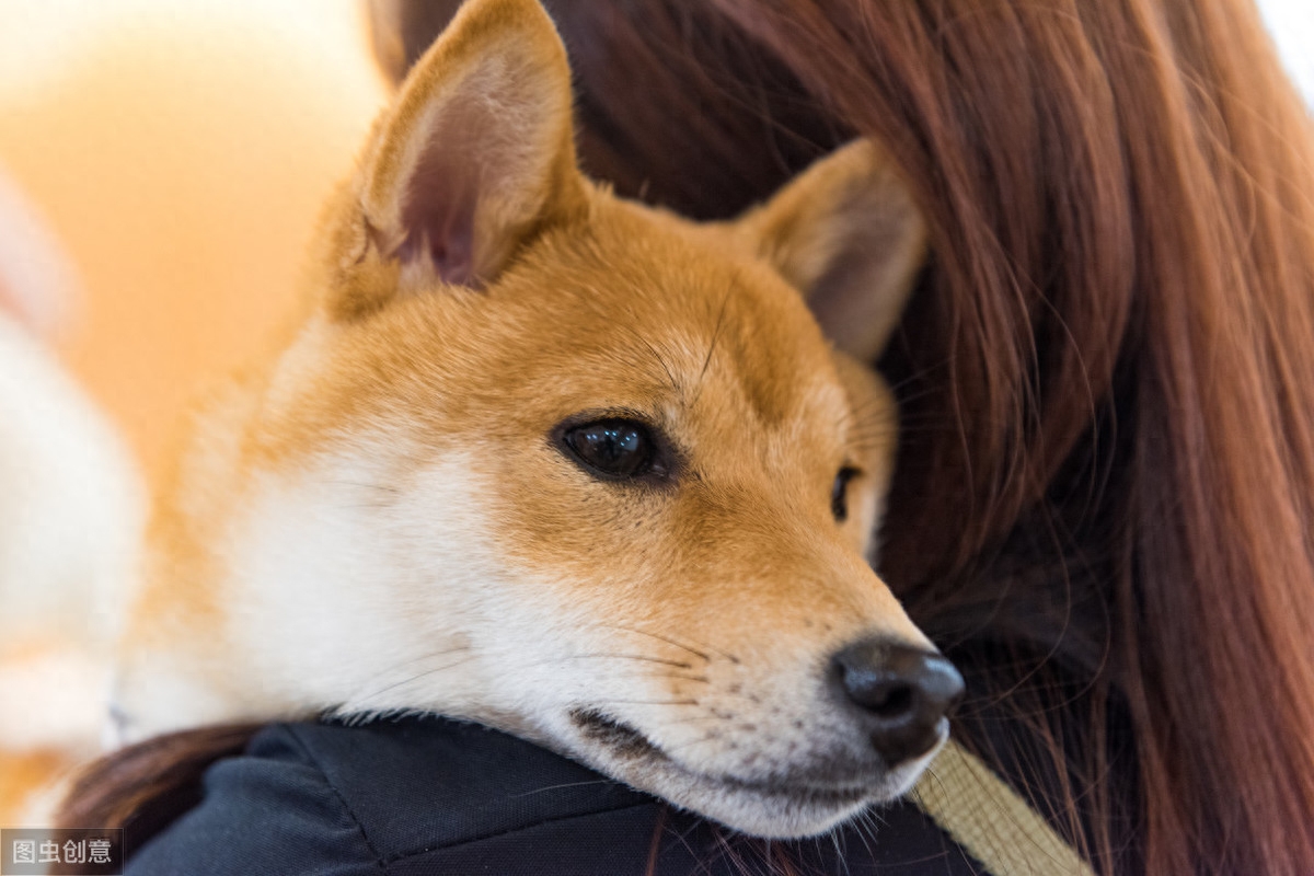 柴犬和秋田犬分不清？主要有这4点区别，看过忠犬八公就分得出