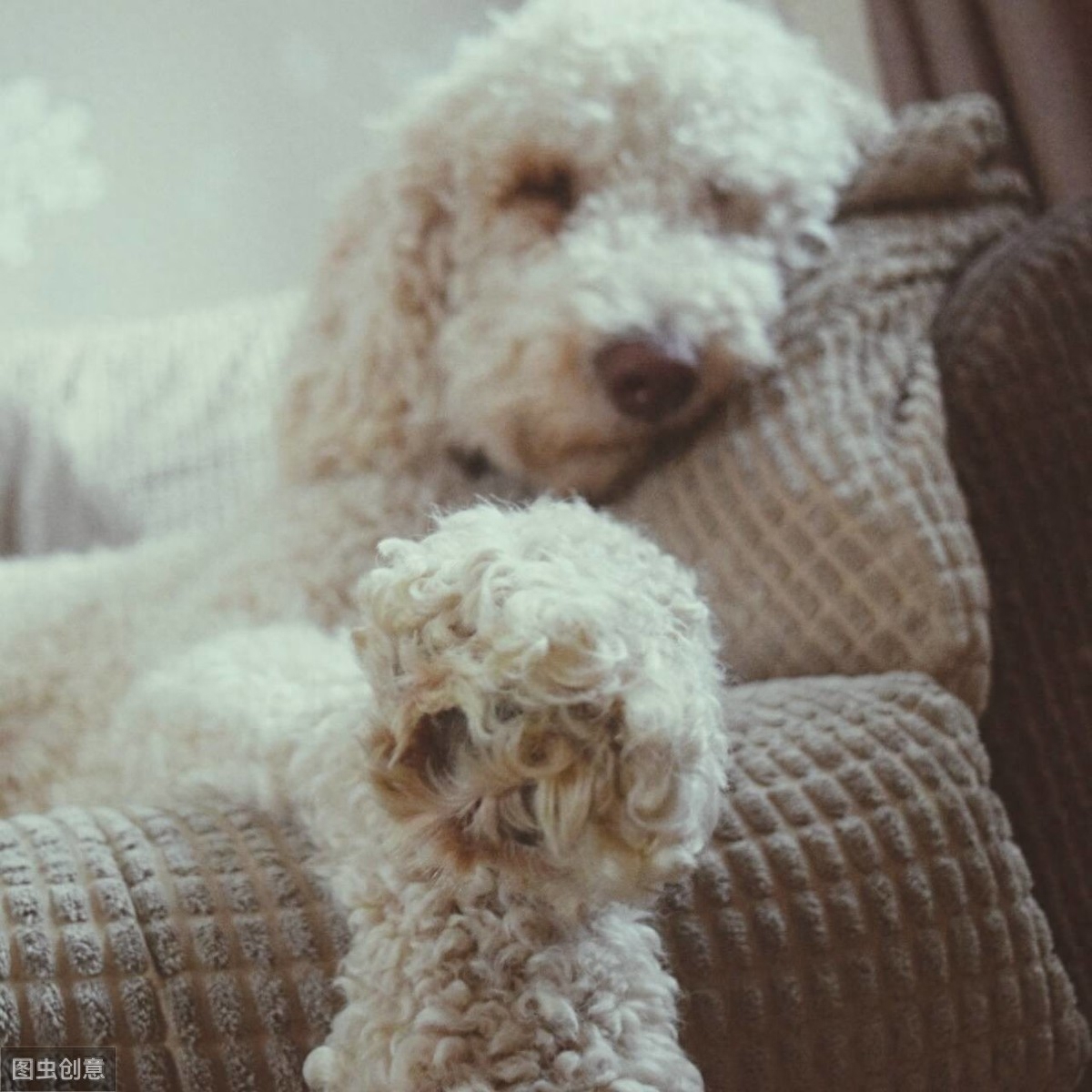 贵宾犬(泰迪)褪色了，究竟是怎么回事？主要是这5个原因