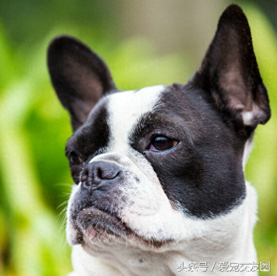 长得太像？如何区分法国斗牛犬和波士顿梗，看图你就知道答案