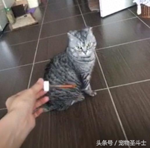 很多人都喜欢折耳猫，却不知道5年后它有多痛苦