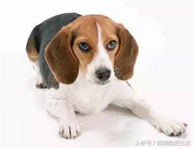 45种世界名犬，爱狗狗的你能认识几种，认识一半就厉害了