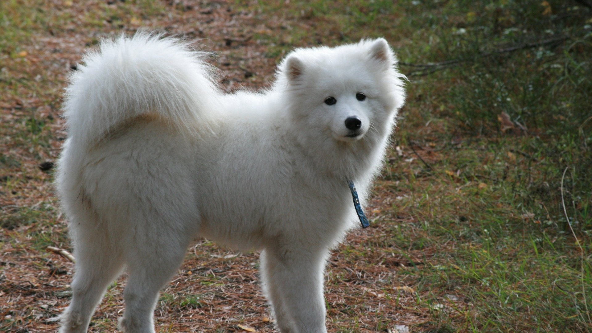 动物图集：雪白可爱狗狗萨摩耶犬