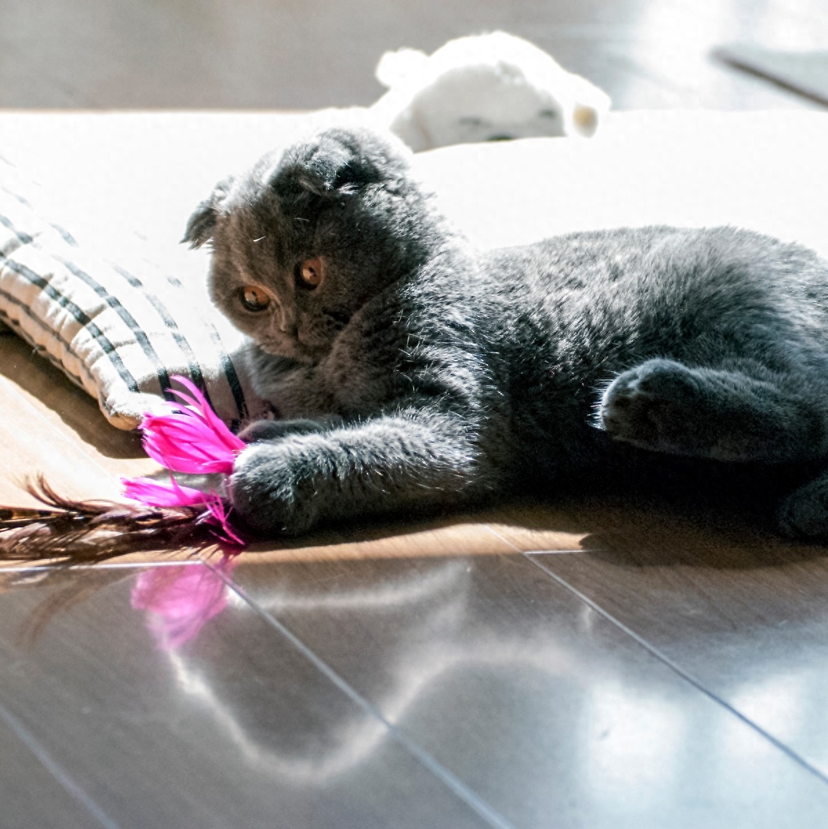 图虫人文摄影：折耳猫